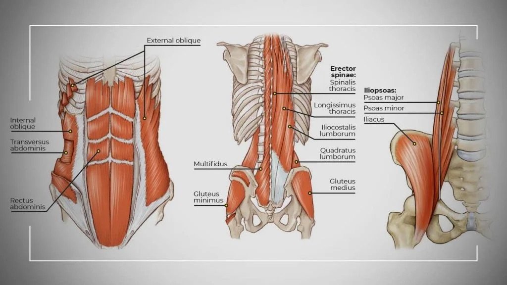 What Muscles Does an Elliptical Machine Work?