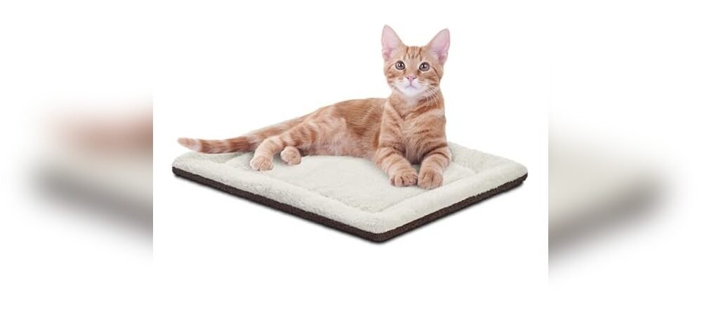 Best Bedding For Outdoor Cats