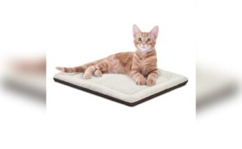 Best Bedding For Outdoor Cats