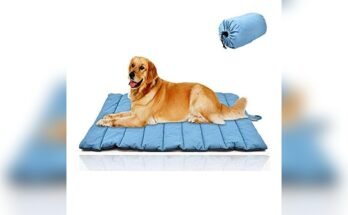Best Dog Bed For Camping
