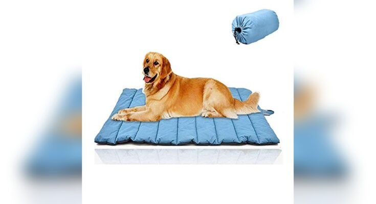 Best Dog Bed For Camping