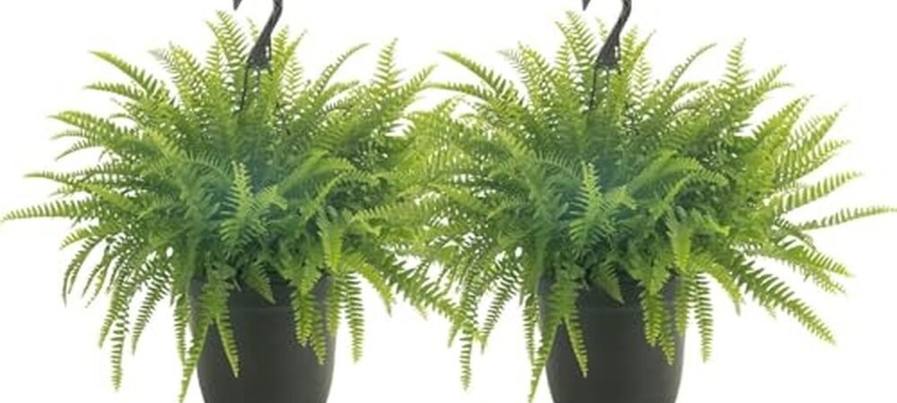 Best Fern For Outdoor Pots