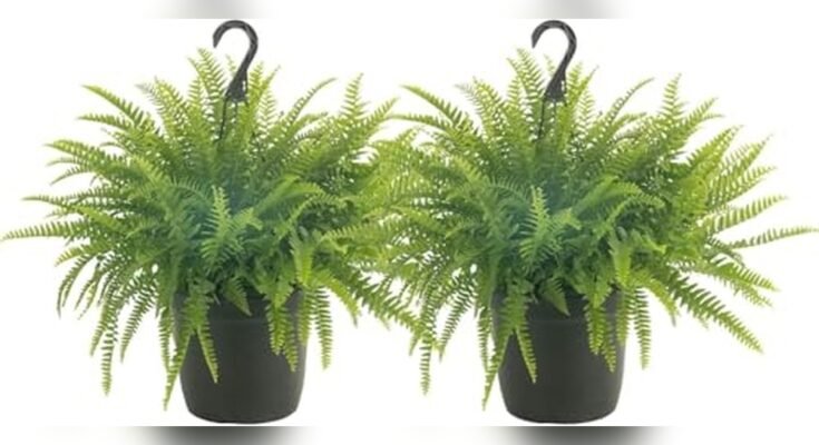 Best Fern For Outdoor Pots