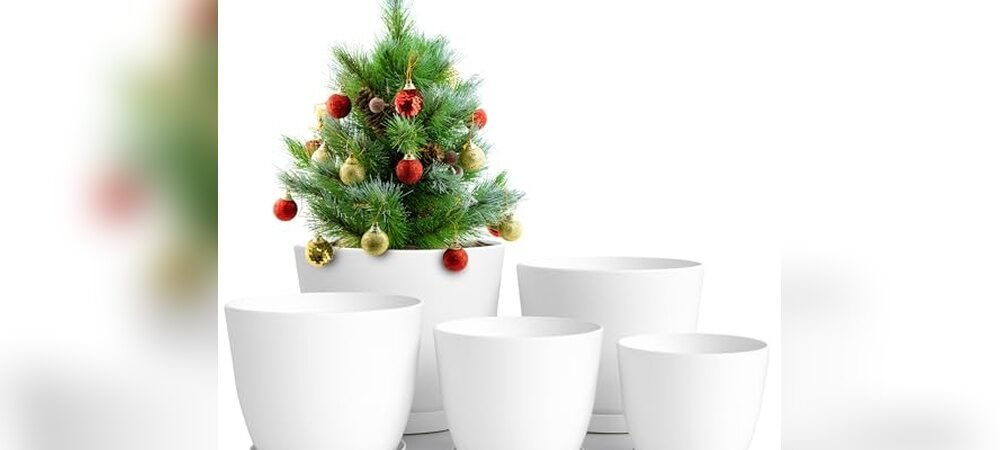 Best Outdoor Flowers For Pots