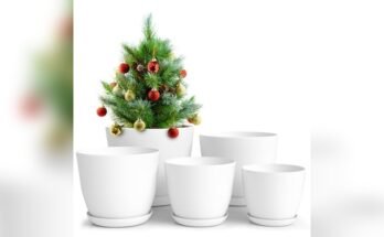 Best Outdoor Flowers For Pots