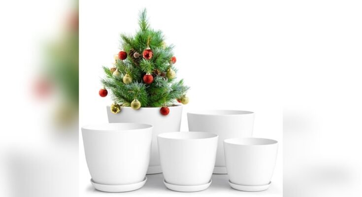 Best Outdoor Flowers For Pots