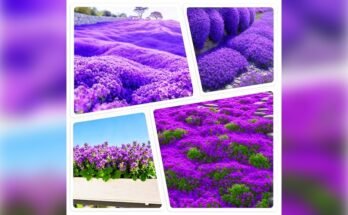 Best Outdoor Plants For Direct Sunlight