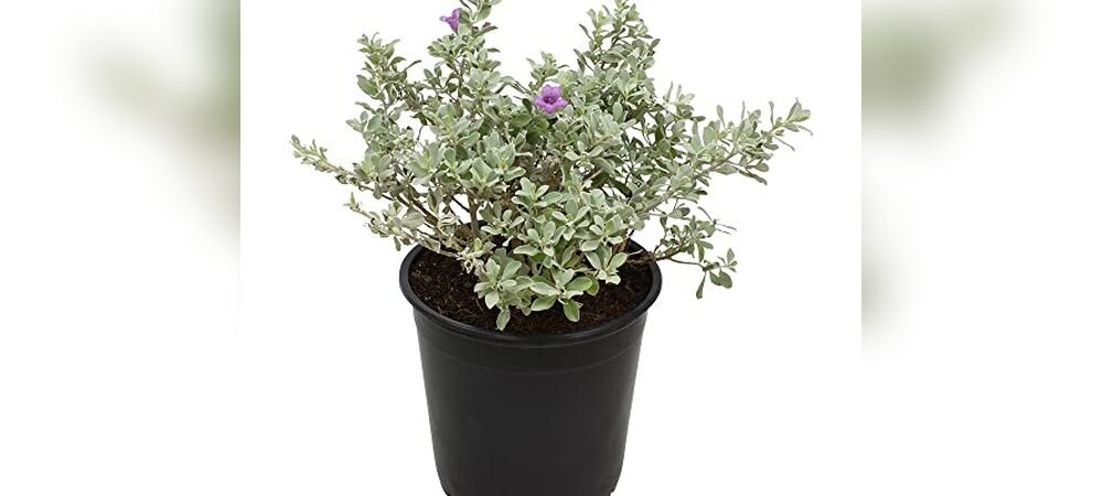 Best Outdoor Plants For Texas