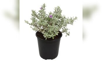 Best Outdoor Plants For Texas