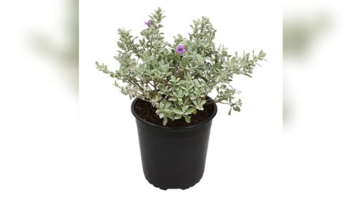 Best Outdoor Plants For Texas