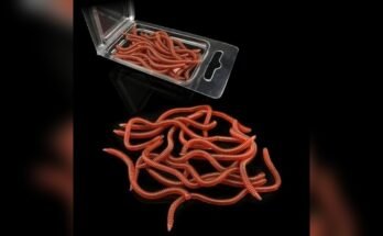 Best Plastic Worms For Bass Fishing