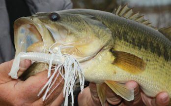 Is Pitch Fishing Good For Bass Fishing?