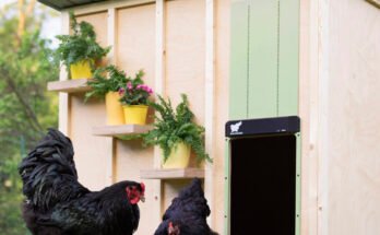 Run Chicken Door Troubleshooting