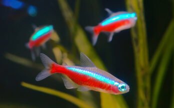 How Do Beginners Start Freshwater Fishing