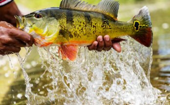 What Are The Best Fish To Catch In Freshwater Fishing?