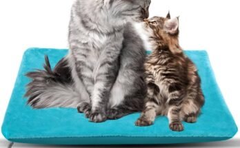 Are Heated Blankets Safe For Pets?